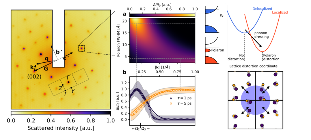 Summary of the combined UED/UEDS experiment on SnSe. Left Diffraction pattern showing the Brillouin zone and reciprocal space vectors of relevance. Top middle Modelling of the effect of strain due to polarons of various sizes on the scattering intensity near Bragg peaks. Bottom middle Fit of the modelling to experimental data at 1ps and 5ps, showing two modes of polarons. Top right Description of polaronic distortion in terms of phonon dressing. Bottom right Diagram of the strain field for the slower polaronic mode (magnitude of distortion exaggerated).